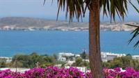 Aloe Paros Suites And Studios ドリオス エクステリア 写真